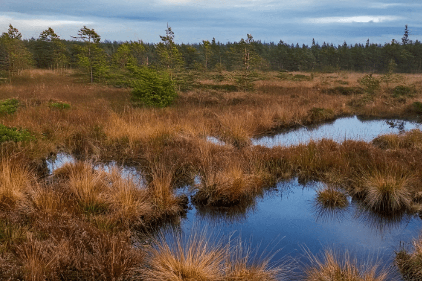 Moor land photo